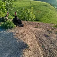 بوقلمون نر بزرگ
