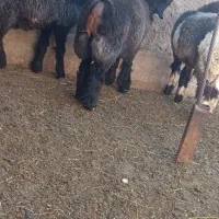 کوه قوچی نژاد دار|حیوانات مزرعه|کوهرنگ, |دیوار