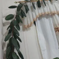 گل گوش فیلی