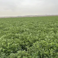یونجه خشک.
