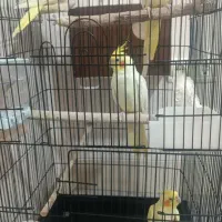 جفت عروس هلندی با جوجه دونخور