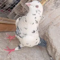 سینه مشهدی دم سیاه