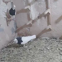 یجفت نروماده طوق سیاه، تهرونی نر، کله نر، طوقی