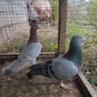 کبوتر|پرنده|بره‌سر, |دیوار