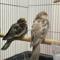 دو عدد جوجه سرلاکی عروس هلندی