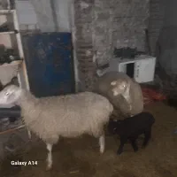 گوسفند ماده