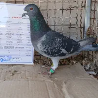 کفتر مسافتی و شناسنامه دار|پرنده|شیراز, رحمت‌آباد|دیوار