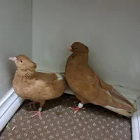 کبوتر