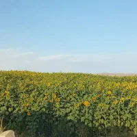 زمین کشاورزی|اجارهٔ دفتر صنعتی، کشاورزی، تجاری|محمدبار, |دیوار