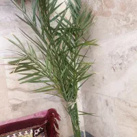 گل طبیعی|گل و گیاه طبیعی|ابهر, |دیوار