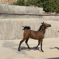کره اسب اصیل