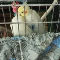 عروس هلندی جفت|پرنده|پردیس, فاز ۶|دیوار