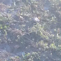 ریشه نعناع ترخون|گل و گیاه طبیعی|قوچان, |دیوار