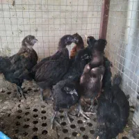 جوج مرغ سیاه ۴۰روزه