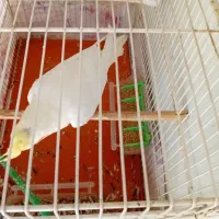 عروس هلندی|پرنده|مشهد, کوی المهدی|دیوار