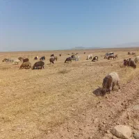 فروش ۴۰ راس بز داشتی|حیوانات مزرعه|اصفهان, شهرستان|دیوار