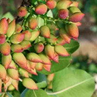 تولید نهال پسته بادامی|خدمات باغبانی و درختکاری|بجنورد, |دیوار