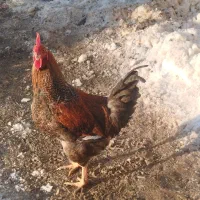 خروس|حیوانات مزرعه|اراک, |دیوار