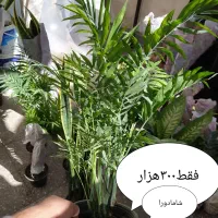 بار جدید گل هارسید پتوس فقط۱۵۰هزار