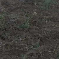 زمین مسکونی درکوی سامان بیست متری