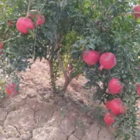 باغ انار اجاره در روستای قردین|اجارهٔ کوتاه‌مدت ویلا و باغ|ساوه, |دیوار