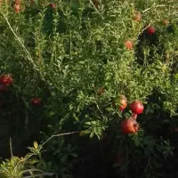 فروش-باغ-معاوضه-با-خانه-و-ماشین