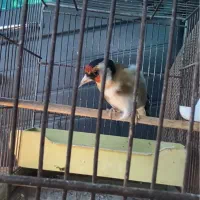 سهره نر بخون