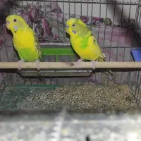 فروش مرغ عشق مولد