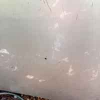 کاپوت زانتیا