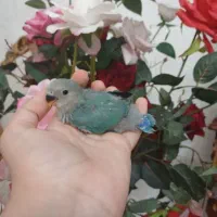 کوتوله فوق دستی. سرلاکی  لطفا لطفا پیام بدید