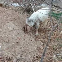 بز نر یکساله