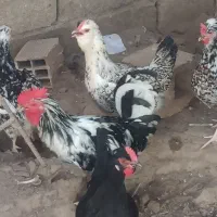 تخم مرغ گلین|حیوانات مزرعه|برازجان, |دیوار