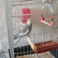 طوطی عروس هلندی|پرنده|تهران, خاوران|دیوار