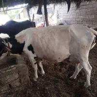 گاوو گوساله