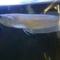 یک جفت اروانا سیلور خانگی|ماهی|اهواز, آریاشهر|دیوار