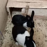 یک جفت خرگوش