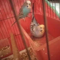 مرغ عشق جفتی