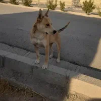 واگذاری سگ نگهبان|سگ|قزوین, |دیوار