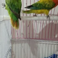 طوطی برزیلی|پرنده|ری, دولتآباد|دیوار