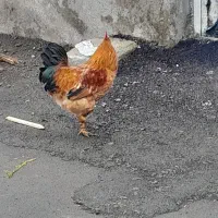 فروش خروس محلی ویه جفت عروس هلندی