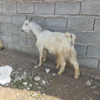 دو تیربز آبستن داشتی هردو دوقلو زا