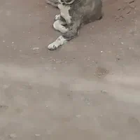 سگ نژاد دار