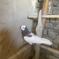 کفتر کبوتر طوقی ساده سینه کله|پرنده|مشهد, هفت تیر (نه دره)|دیوار