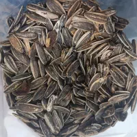 تخمه تازه وخوش طعم