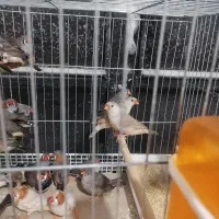 فنج|پرنده|بندرعباس, |دیوار