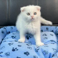 گربه اسکاتیش بریتیش پرشین|گربه|سقز, |دیوار