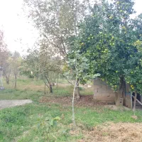 فروش زمین و خونه کلنگی|فروش زمین و ملک کلنگی|پره‌سر, |دیوار