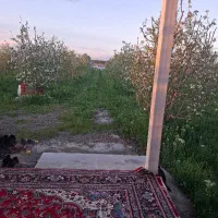 فروشه-باغچه-سیب
