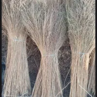 جارو شهرداری