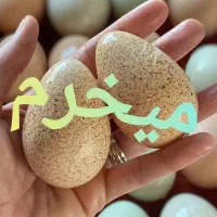 تخم نطفه دار بوقلمون